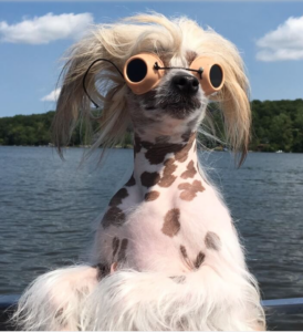 Dog wearing glasses